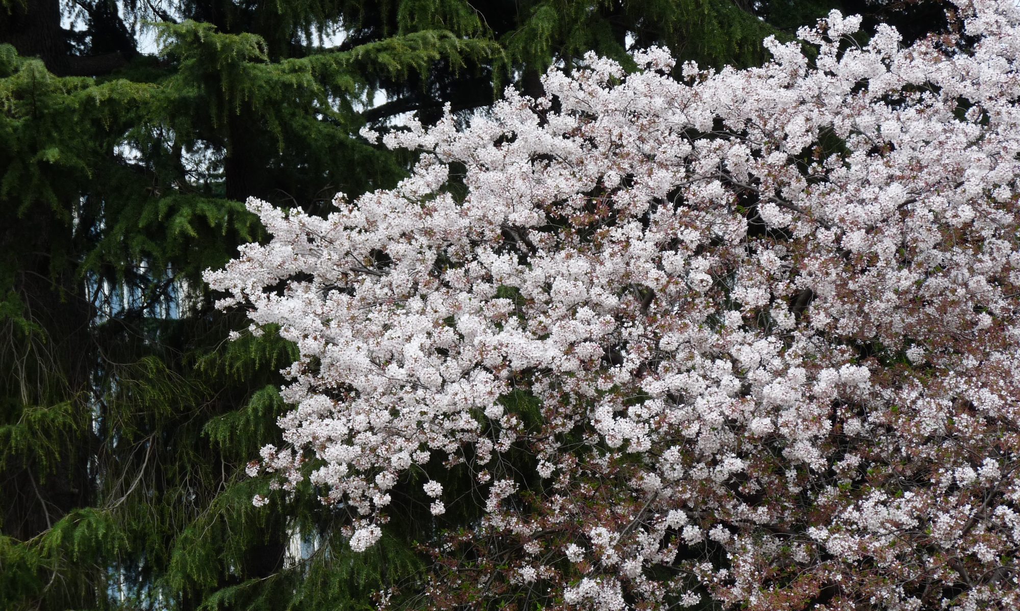 Alam Communication Israel